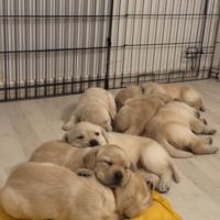 Cuccioli di Labrador Retriever con Pedigree