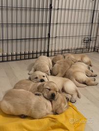 Cuccioli di Labrador Retriever con Pedigree
