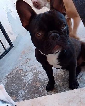 Bulldog