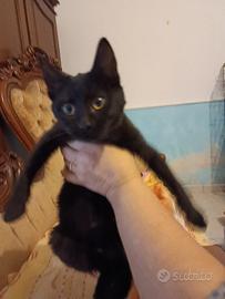 Gattina 4 mesi