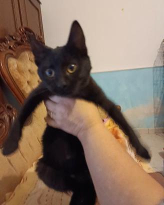 Gattina 4 mesi