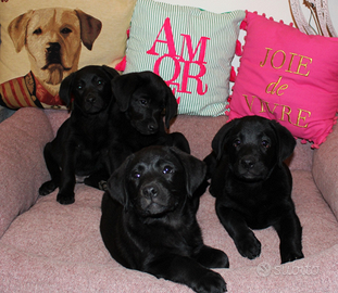Cuccioli di Labrador Retriever