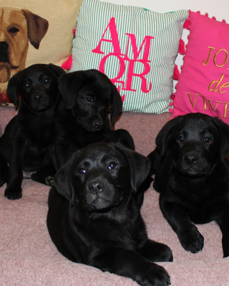Cuccioli di Labrador Retriever