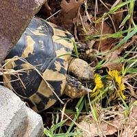 Tartarughe Hermanni cites C