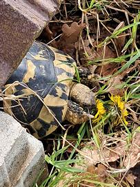 Tartarughe Hermanni cites C