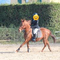 Cavalla scuola,salto e passeggiate