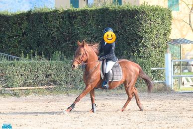 Cavalla scuola,salto e passeggiate