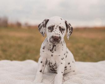 Cuccioli di Dalmata con Pedigree ENCI e BAER test