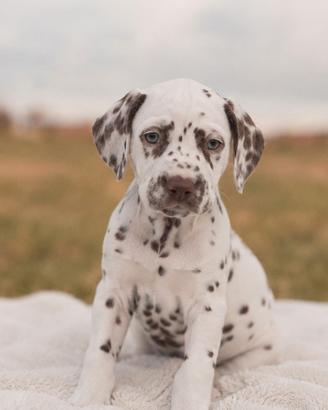 Cuccioli di Dalmata con Pedigree ENCI e BAER test