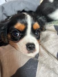 Ultimo cucciolo Cavalier King maschio - dolcissimo