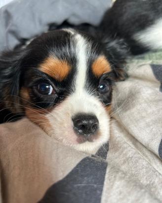 Ultimo cucciolo Cavalier King maschio - dolcissimo