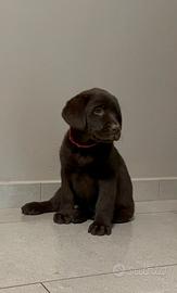 Labrador femmina
