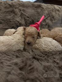 Cuccioli di barboncino albicocca