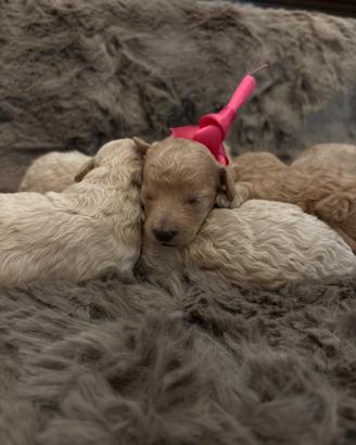 Cuccioli di barboncino albicocca
