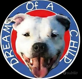 Staffordshire bull terrier