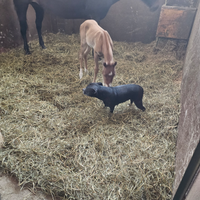 Puledri quarter horse