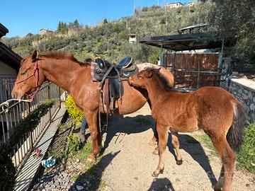 Cavalla quarter x appalosa con puledro