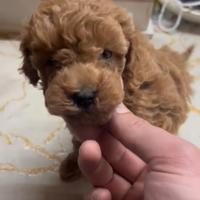 Barbone, barboncino toy x minitoy red