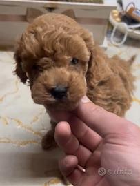 Barbone, barboncino toy x minitoy red