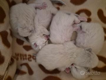 Cuccioli Gatti Siberiano