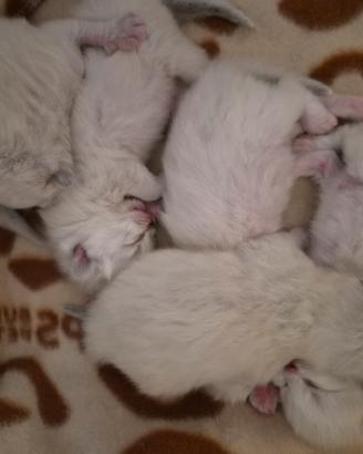 Cuccioli Gatti Siberiano
