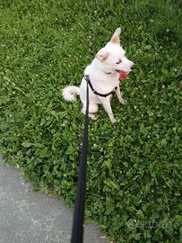 Meticcio di due anni