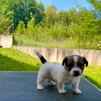 Jack Russell alta genealogia
