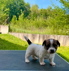 Jack Russell alta genealogia