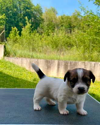 Jack Russell alta genealogia