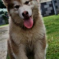 Alaskan malamute