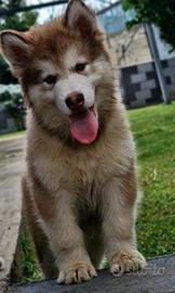 Alaskan malamute