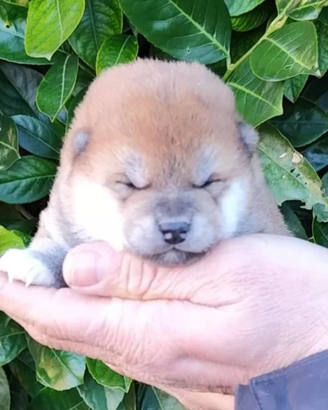 Perfetti Cuccioli di Shiba Inu con Pedigree Enci