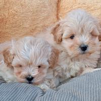 Maltipoo maschi e femmine