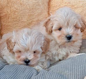 Maltipoo maschi e femmine