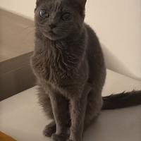 Gatto grigio vaccinato