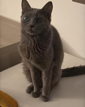 Gatto grigio vaccinato