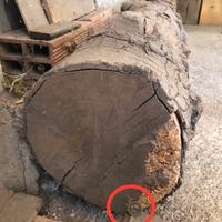 Tronco pino stagionato