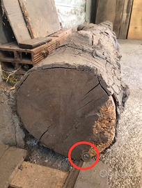 Tronco pino stagionato