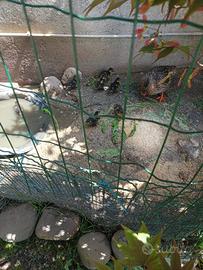 Cuccioli di germani