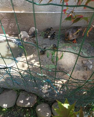 Cuccioli di germani