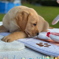 Cuccioli con pedigree di labrador