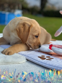 Cuccioli con pedigree di labrador