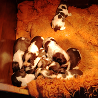 Cuccioli springer caccia