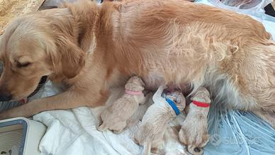 Cuccioli Golden Retriver