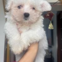 Maltese