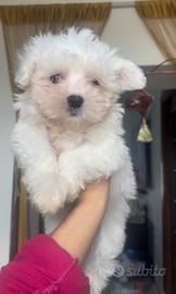 Maltese