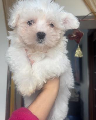Maltese
