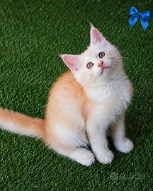 MaineCoon Pedigree Giganti