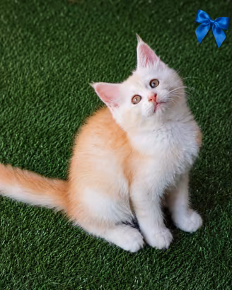 MaineCoon Pedigree Giganti