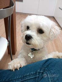 Maltese per accoppiamento
